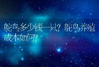 鸵鸟多少钱一只?鸵鸟养殖成本如何?