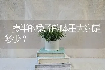 一岁半的兔子的体重大约是多少？