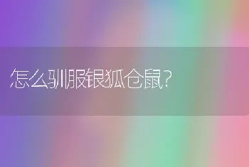 怎么驯服银狐仓鼠？