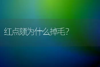 红点颏为什么掉毛？