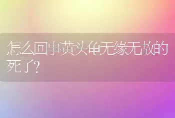 金毛后期配种技术？