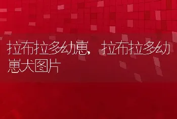 拉布拉多幼崽，拉布拉多幼崽犬图片