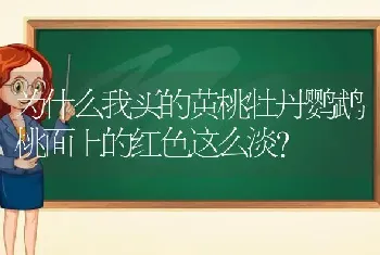 为什么我买的黄桃牡丹鹦鹉桃面上的红色这么淡？