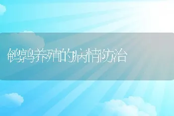 遮目鱼成鱼养殖及病害防治技术