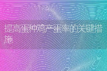 提高蛋种鸡产蛋率的关键措施