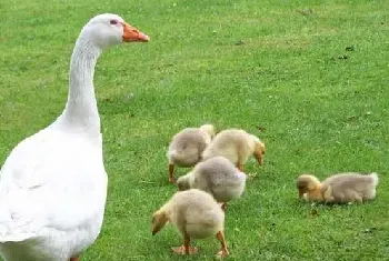 种草养鹅技术