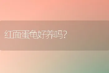 红面蛋龟好养吗？