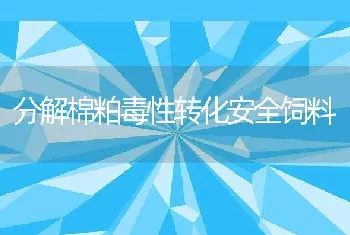 分解棉粕毒性转化安全饲料