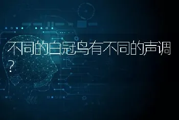 不同的白冠鸟有不同的声调？