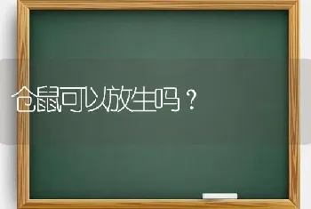 仓鼠可以放生吗？