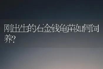 刚出生的石金钱龟苗如何饲养？