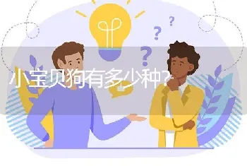 小宝贝狗有多少种？