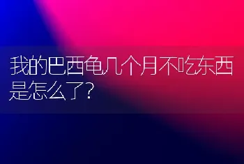 我的巴西龟几个月不吃东西是怎么了？