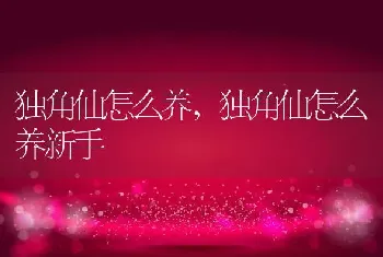 独角仙怎么养，独角仙怎么养新手