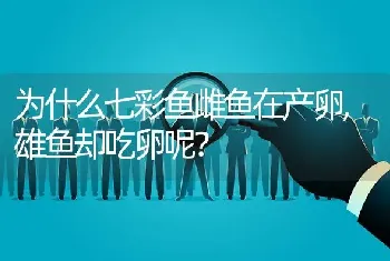 为什么七彩鱼雌鱼在产卵,雄鱼却吃卵呢？