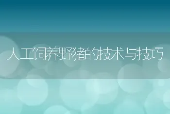 人工饲养野猪的技术与技巧