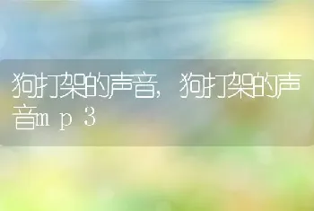 狗打架的声音，狗打架的声音mp3