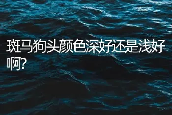 斑马狗头颜色深好还是浅好啊？