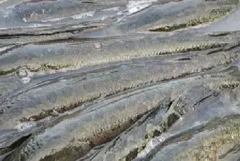 夏花水泥池培育黑鱼技术