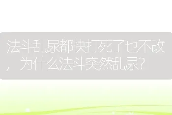 法斗乱尿都快打死了也不改，为什么法斗突然乱尿？