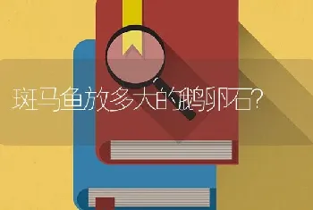 斑马鱼放多大的鹅卵石？