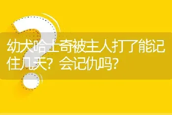 幼犬哈士奇被主人打了能记住几天？会记仇吗？