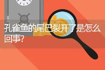 孔雀鱼的尾巴裂开了是怎么回事？