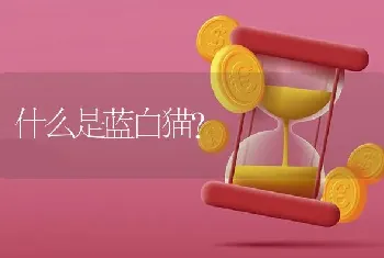 什么是蓝白猫？