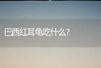 巴西红耳龟吃什么？