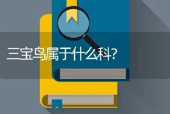 三宝鸟属于什么科？