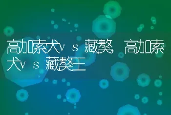 高加索犬vs藏獒，高加索犬vs藏獒王