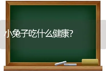 小兔子吃什么健康？