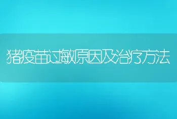 猪疫苗过敏原因及治疗方法