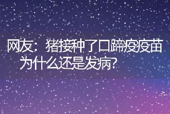 网友：猪接种了口蹄疫疫苗为什么还是发病？