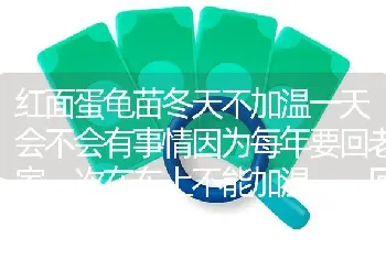 红面蛋龟苗冬天不加温一天会不会有事情因为每年要回老家一次在车上不能加温……回家可以马上加温？