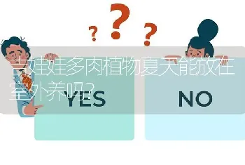 吉娃娃多肉植物夏天能放在室外养吗？