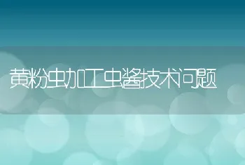 黄粉虫加工虫酱技术问题