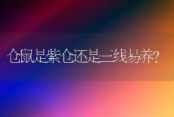 仓鼠是紫仓还是三线易养？