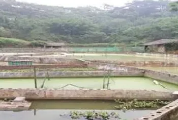 甲鱼养殖池怎样搭建更科学