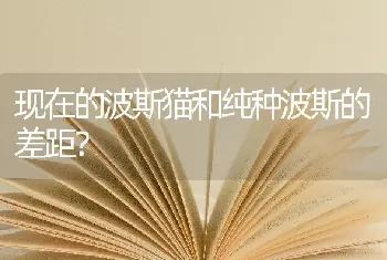 现在的波斯猫和纯种波斯的差距？