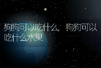 狗狗可以吃什么，狗狗可以吃什么水果