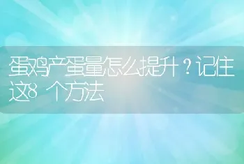 蛋鸡产蛋量怎么提升？记住这8个方法