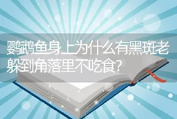 鹦鹉鱼身上为什么有黑斑老躲到角落里不吃食？