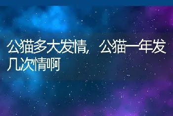 公猫多大发情，公猫一年发几次情啊