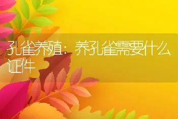 孔雀养殖：养孔雀需要什么证件