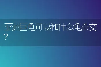 金渐层跟布偶串的什么价格？