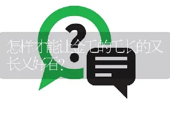 怎样才能让金毛的毛长的又长又好看？