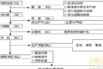 减缓猪生长速度的第二杀手：维持消耗