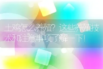 土鸡怎么养殖？这些养殖技术和注意事项了解一下！