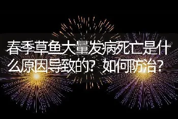 春季草鱼大量发病死亡是什么原因导致的？如何防治？